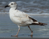 Larus armenicus